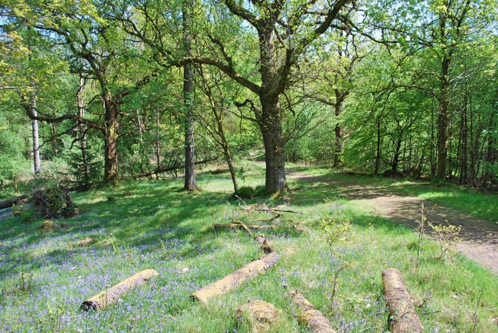 A walk in the woods - Callander Holiday Par