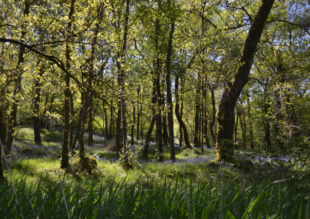 BLUEBELLS IN CALLANDER HOLIDAY PARK